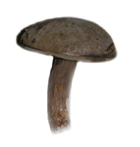 hrib_nachovytrusny.png, 54kB